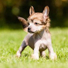 Chinese Crested Dog Breed Information & Characteristics