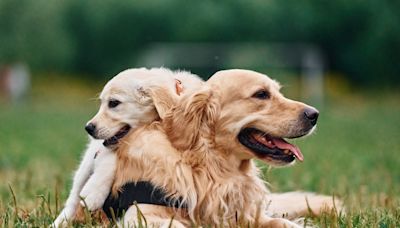 Golden Retriever Who Grew Up in Climbing Gym Gifts Her Favorite Nap Spot to Baby Sister