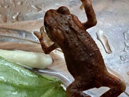 Wait, What? Live Toad Found Inside Salad Pouch Purchased From Supermarket In England