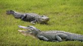 Flagler officials warn against feeding animals after photo shows children feeding gator