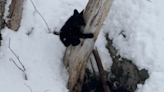 Black Bear Cubs Spotted At Cannon Mountain, New Hampshire