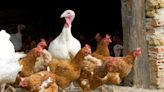 Penn researchers create avian flu vaccine using COVID shot technique