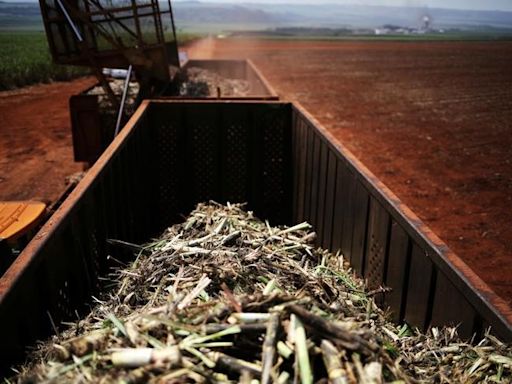 Tereos vê sua moagem estável em 24/25 apesar de degradação da cana do centro-sul pela seca Por Reuters