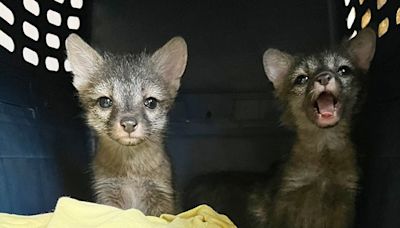 ¿Zorros cachorros en tu patio? Es temporada en Austin. Qué hacer si los ves.