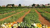 Frutas y verduras diseñadas para el cambio climático