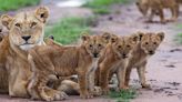 Kansas Wildlife Park Introduces 1-Month-Old Lion Cubs For the First Time