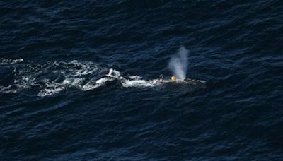 Entangled North Atlantic right whale prompts fishing closure in Gulf of St. Lawrence
