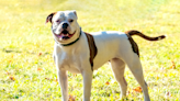 Moment Family Reunites with Lost Bulldog 9 Years After He Went Missing Is So Heartwarming