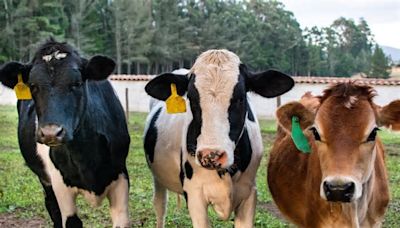 美國9州乳牛爆H5N1禽流感疫情，WHO示警：可能擴散至其他國家