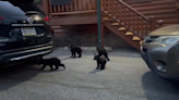 Rascal Flatts drummer captures video of four bear cubs playing, mama bear looking for them
