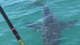 ‘Monster’ great white shark startles fishing group off New Jersey coast