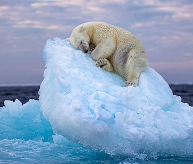 The Wildlife Photographer of the Year has landed in the iconic Eden Project