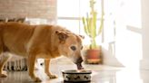 Dr. Marty: Has the Dog Food Brand Issued a Recall in 2024?