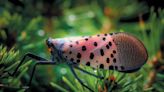 Highly Invasive Spotted Lanternflies May Have a Surprising Weakness: Vibrations