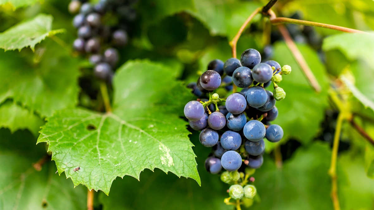 60-million-year-old grape seeds show how the demise of dinosaurs may have seen grapes spread