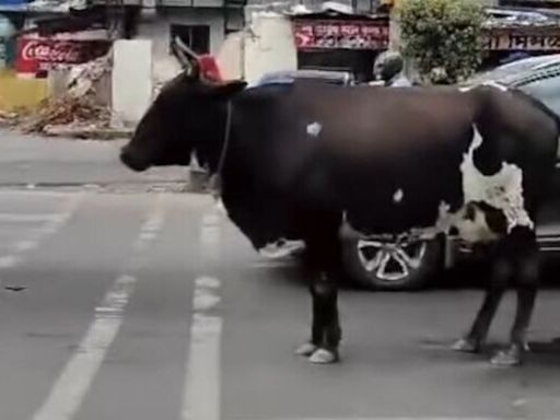 Viral video: Cow waits for traffic signals to go green, Pune Police shares message on Instagram; netizens react | Today News