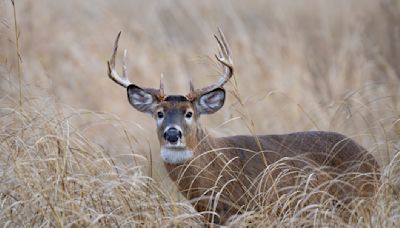 As climate change pushes deer north, other animals may lose out