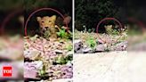 Forest officer warns against leopard rumours | - Times of India