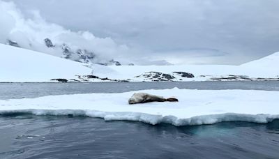 El bajo nivel de hielo en la Antártida sería “muy improbable” sin el calentamiento global