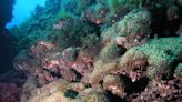 El estudio de unos corales en España desvela el comienzo del Antropoceno