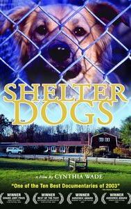 Shelter Dogs