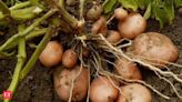 Bayer partners with Solynta to revolutionise potato farming in India and Kenya