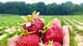 Strawberry season arrives early in metro Detroit: 11 U-pick farms to try