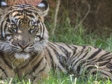 Ohio zoo says all tigers accounted for following reports of tiger spotted near University campus