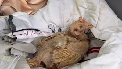 La increíble transformación de Cookie: de gallina desnuda a reina del refugio