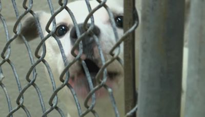 Jacksonville Animal Services looking to catch people dropping dogs off at front steps of shelter