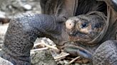 Galapagos Tortoise From Species Thought Extinct For 100 Years Is Found
