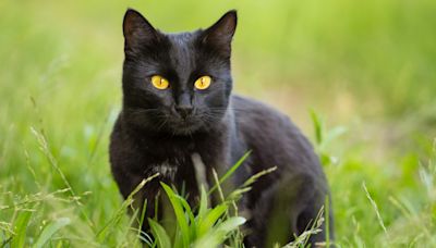 Black Cat Stalking Deer Gets Way More Than He Bargained For