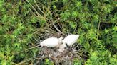 Breeding success for spoonbills as once-extinct bird continues UK return