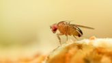 Pest expert's homemade trap gets rid of fruit flies using just two ingredients