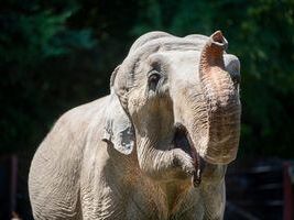 Point Defiance Zoo remembers beloved elephant ‘Suki’