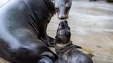 California sea lion announced as latest addition to Pittsburgh Zoo baby boom