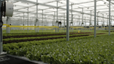 Davis company is farming without using soil. What to know about Gotham Greens