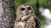 To save one owl species, US targets another - The Boston Globe