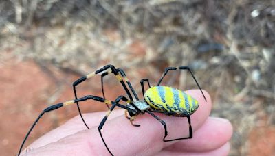 Wary of giant, parachuting Joro spiders? Here's what to know.