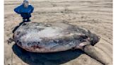從南半球北漂？美奧勒岡州海灘驚見巨無霸翻車魚沖上岸