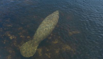 Lazy gator: Alligator floats the day away in the Ding Darling Bailey Tract on Sanibel Island