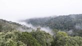 Árvores da mata atlântica 'migram' morro acima fugindo do calor, diz estudo