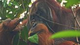 Orangutan documented treating wound with plants