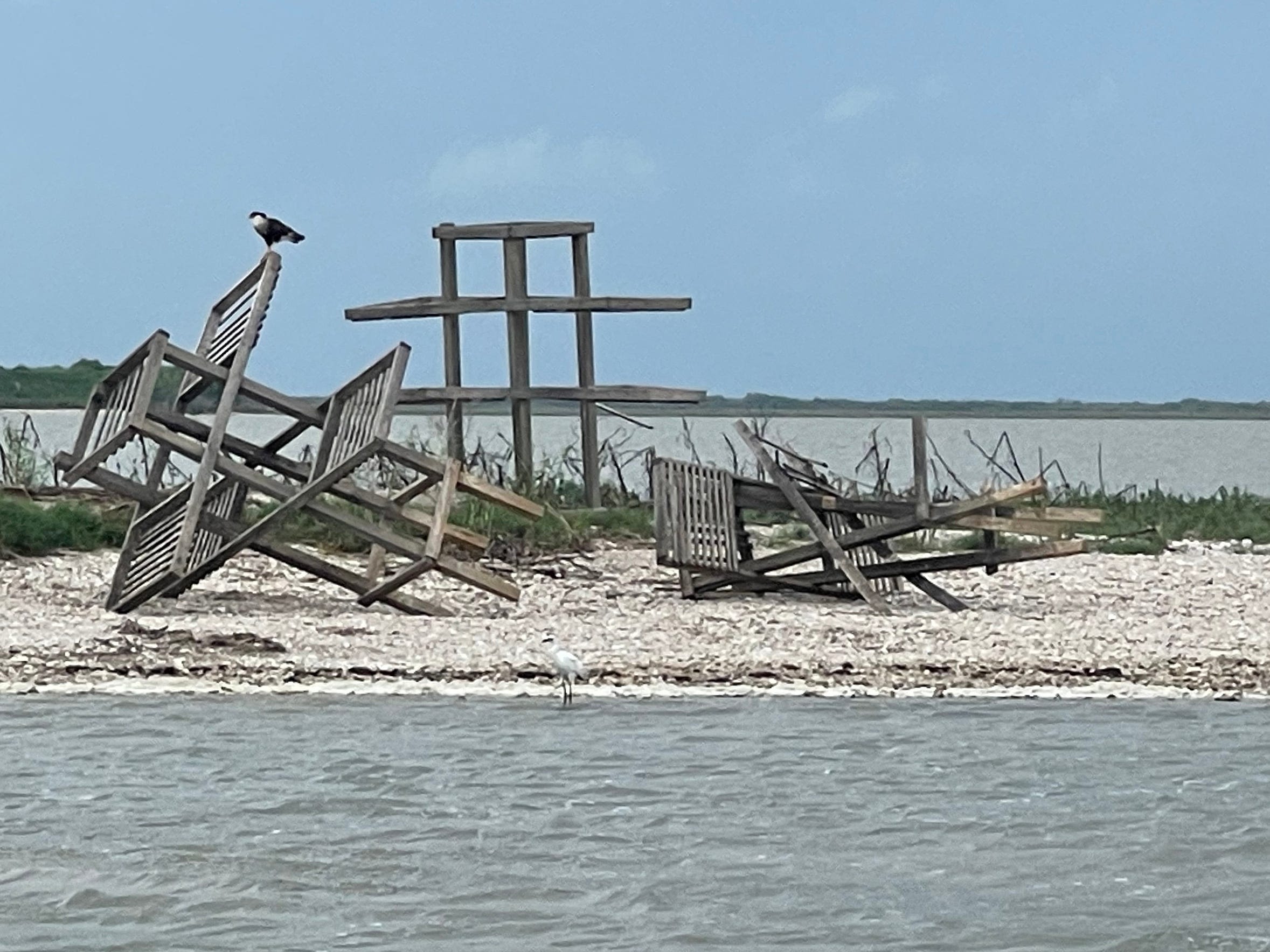 How did Texas waterbirds fare after storms Alberto, Beryl? Here's what research showed.