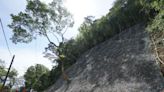 花蓮熱門景點颱風土石坍方 吉安楓林步道掛網護坡