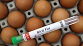 Senegal says H5N1 bird flu has likely spread from wild birds to farm