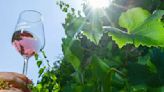 Production of rosé and dry wines increases in Germany