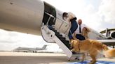 Nueva aerolínea exclusiva para perros: cómo funciona, costos y destinos