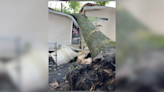 Tree falls on house, trapping resident inside