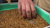 Could mealworms help make local food systems more sustainable?